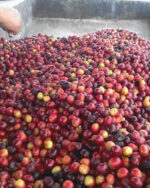 Coffee Box - Red Cherry - imagine 3