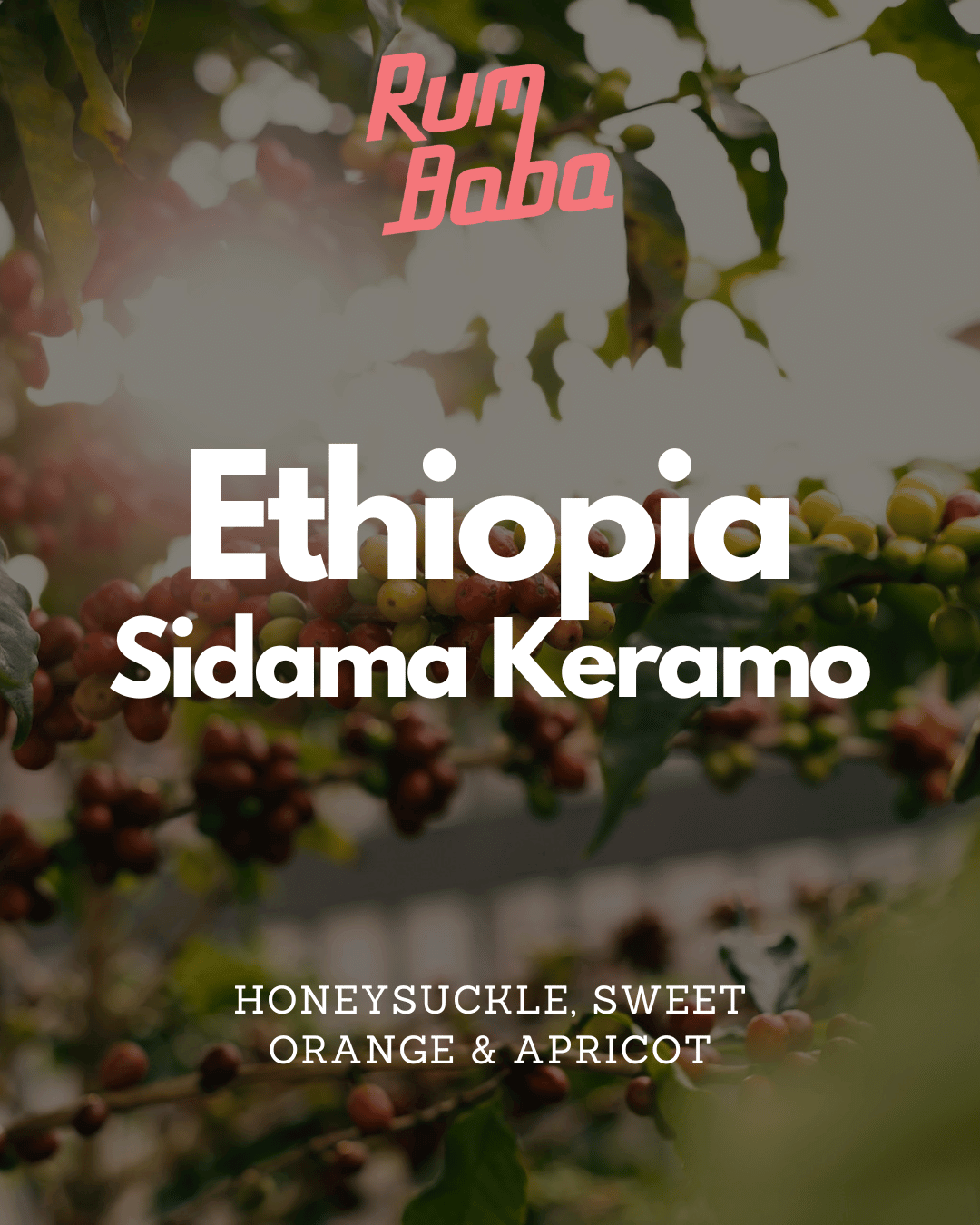 Ethiopia – Sidama Keramo