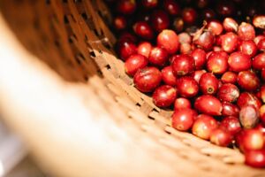 ce este cafeaua arabica