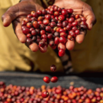 Coffee Box - Yellow Berry