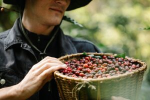 Fermier cu un cos plin de cirese de cafea proaspat culese