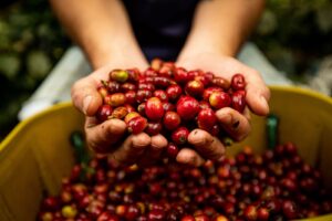 Maini care tin cirese de cafea rosii, deasupra unui cos plin