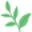 Ceai Sencha